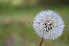 蒲公英,植物,雜草