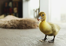 小鴨,鳥,小鳥