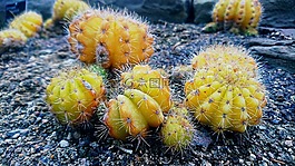 仙人掌,黃色,性質(zhì)