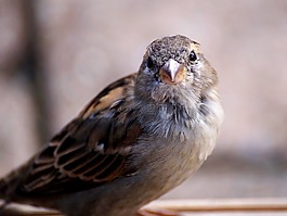 麻雀,鳥,性質(zhì)
