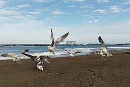 海,海灘,天空