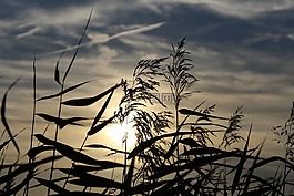 日落,天空,云