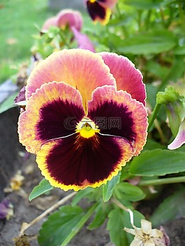 中提琴,花,植物