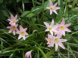 植物,羅莎,野生
