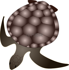 龜,動(dòng)物,生物