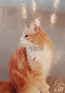 貓,貓咖啡館,可愛