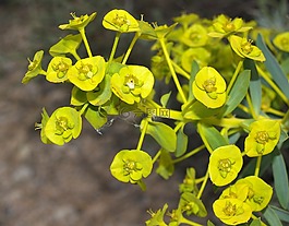 花與昆蟲,花,綠色