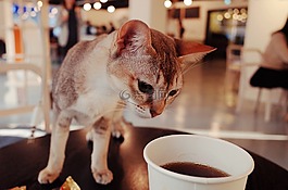 貓,貓咖啡館,可愛