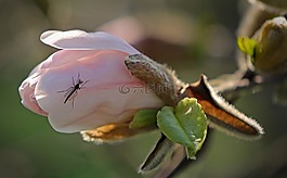 芽,昆蟲,植物群