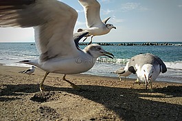海,海灘,天空