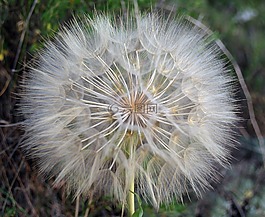 花,蒲公英,性質