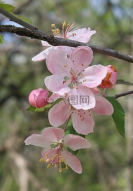 粉紅色,蘋果,開花