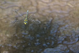 蜻蜓,昆蟲,性質
