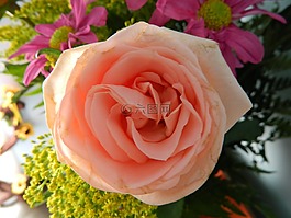 羅莎,性質(zhì),花卉