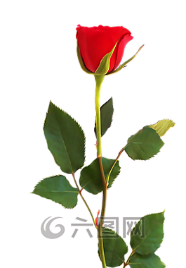 玫瑰,愛,花