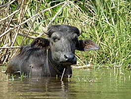 水牛城,動物,印度
