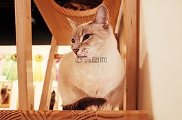 貓,貓咖啡館,可愛