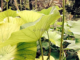 葉子,蓮花,廠