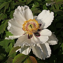 牡丹石,花,水华