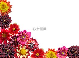 大麗花,秋季,大麗花花園