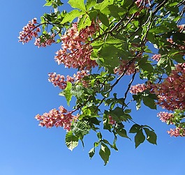 花,春,藍色的天空