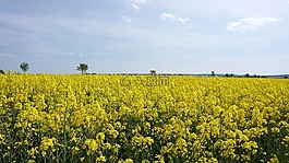 油菜,黃色,天空