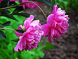 鮮花,花園,夏天