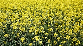 油菜,黃色,天空