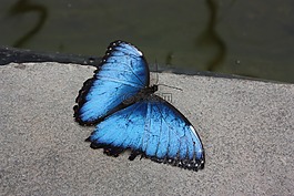 蝴蝶,昆虫飞行蓝色,昆虫