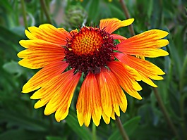 鮮花,花,黃色
