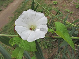 花,春天,奇跡
