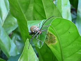甲虫，昆虫,热带错误,森林