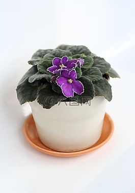 紫羅蘭色,在一個鍋里,室內(nèi)植物