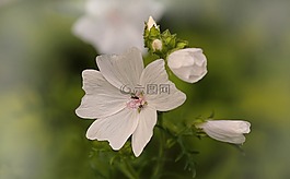 花,白,開花