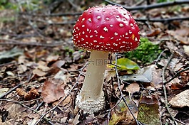 蘑菇,飛木耳,有毒