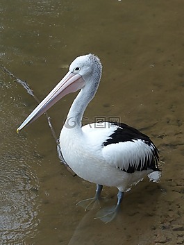 鵜,澳洲鵜鶘,海鳥類