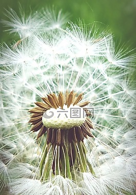 蒲公英,夏季,指出花