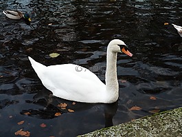 天鵝,水,鳥