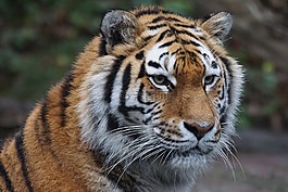虎,動物園,捕食