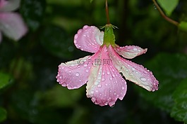 粉紅色的花,一滴水,露珠