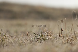 性質,答案是肯定的,德國