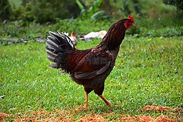 雞,動物,母雞