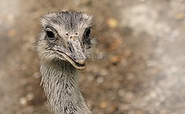 動物,鳥,性質(zhì)