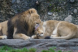 動物園,男性,母獅