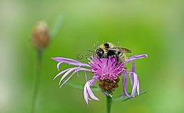 蜜蜂,昆蟲,開花