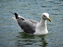 海鷗,水,鳥