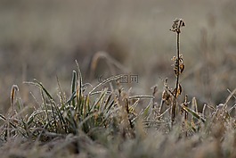 性質(zhì),加拿大鵝,花