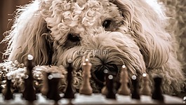 狗,goldendoodle,象棋