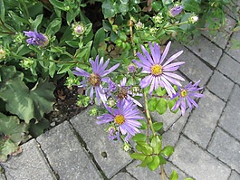 紫色的小花,性質(zhì),花