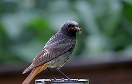 麻雀,鳥,動物
